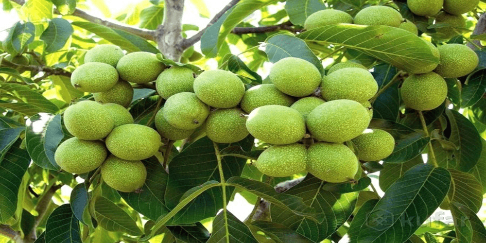 کمی در مورد نهال گردو اصلاح شده