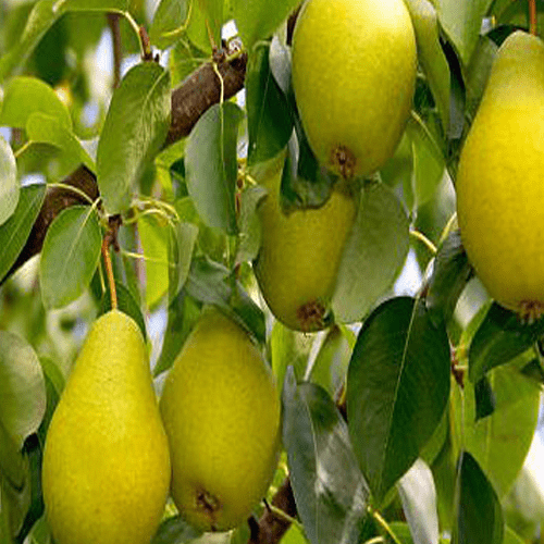 نهال گلابی مناسب برای سردسیر