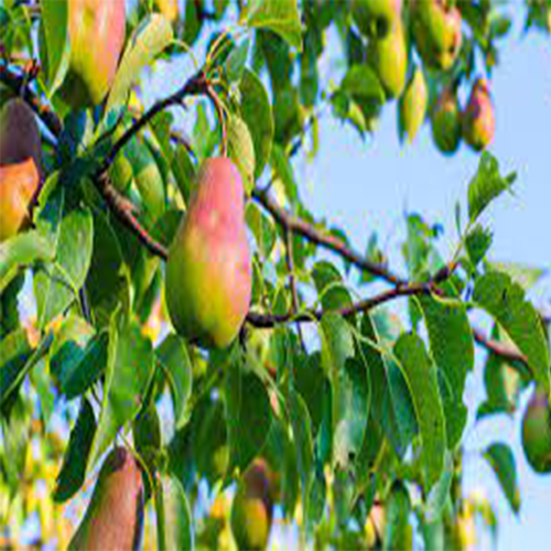 نهال گلابی مناطق سردسیر