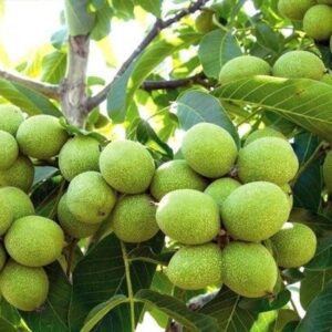 فروش نهال گردو کاغذی دماوند