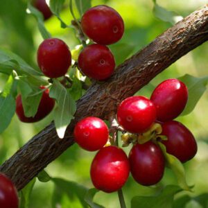 فروش نهال زغال اخته دماوند