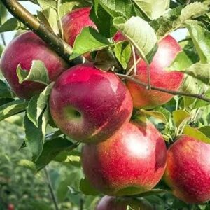 فروش نهال سیب قرمز