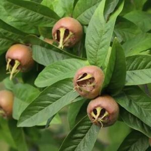 فروش نهال ازگیل دماوند