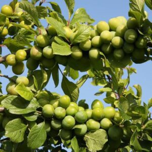 فروش نهال گوجه سبز دماوند