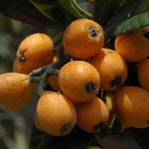 فروش نهال ازگیل