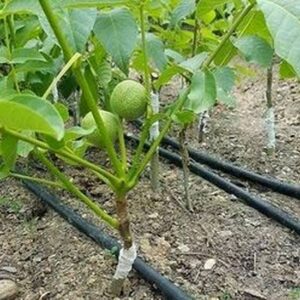 فروش نهال گردو دماوند