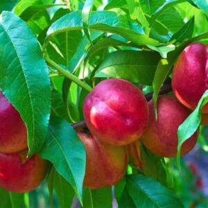 فروش نهال شلیل دماوند