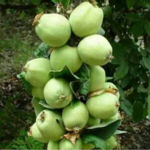 فروش نهال سیب ترش دماوند