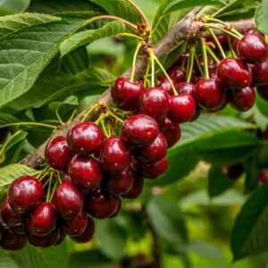 فروش نهال البالو دماوند