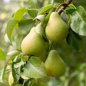فروش نهال گلابی دماوند
