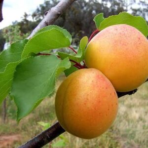 فروش نهال زردالو در دماوند